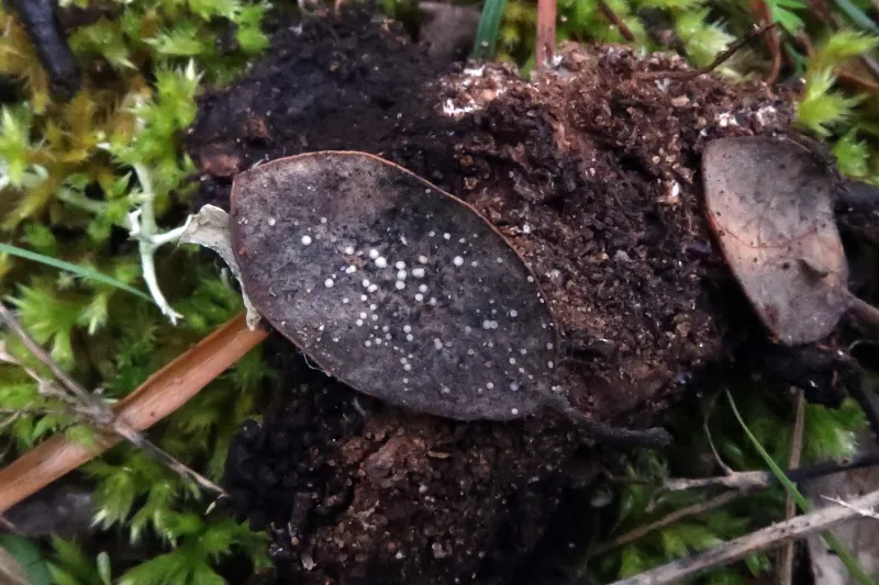 Calycellina albida 1 - 1883